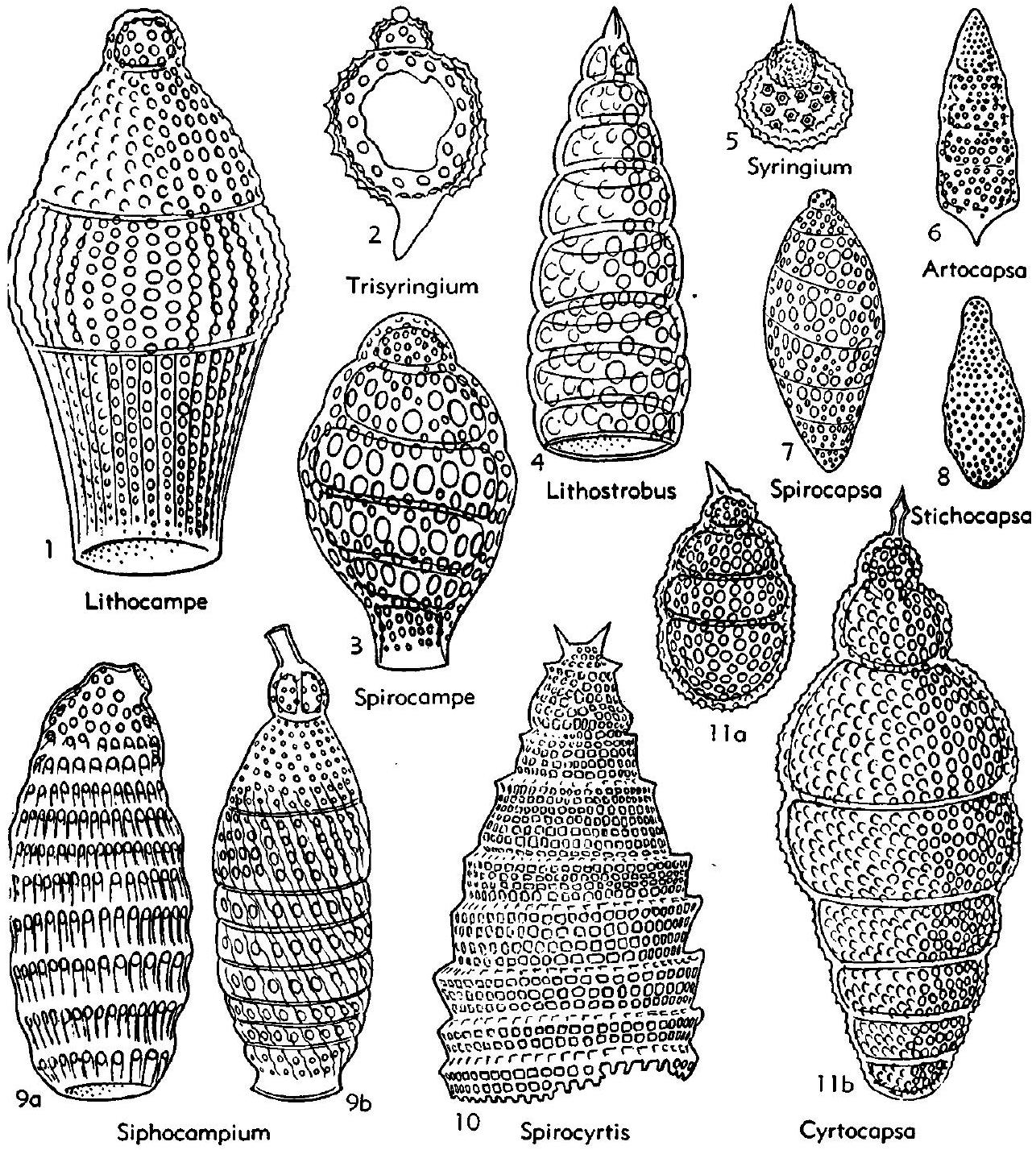 Fossil Image